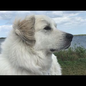 We’re a smoke free, but dog loving home! 💕🐶